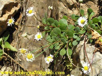 Bellium crassifolium / Pratolina delle scogliere